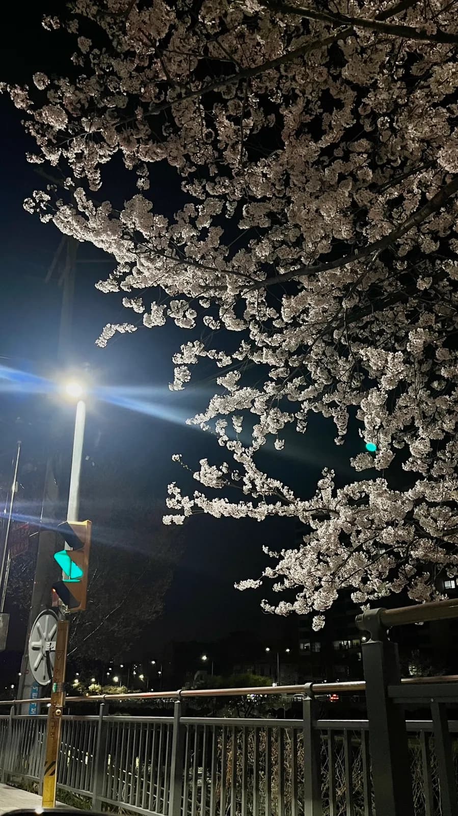 Шөнийн Anyangcheon интоорын цэцгийн зам, гудамжны гэрэл ба тайван зураг авах цэгүүдтэй