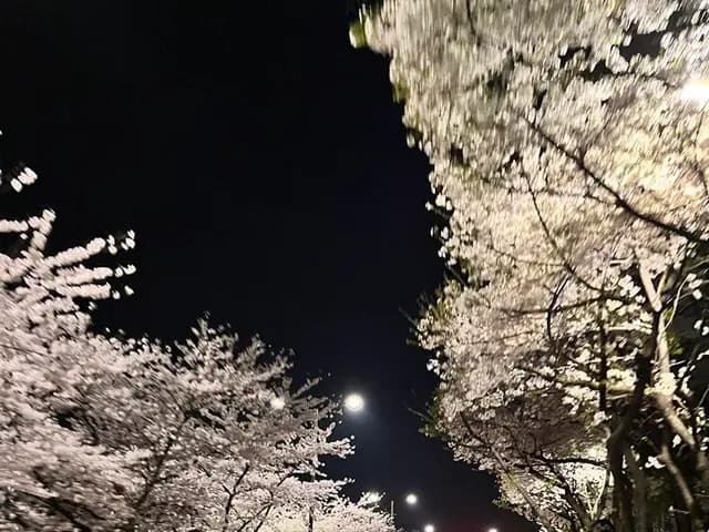 Шөнийн Anyangcheon интоорын цэцгийн зам, гудамжны гэрэл ба тайван зураг авах цэгүүдтэй