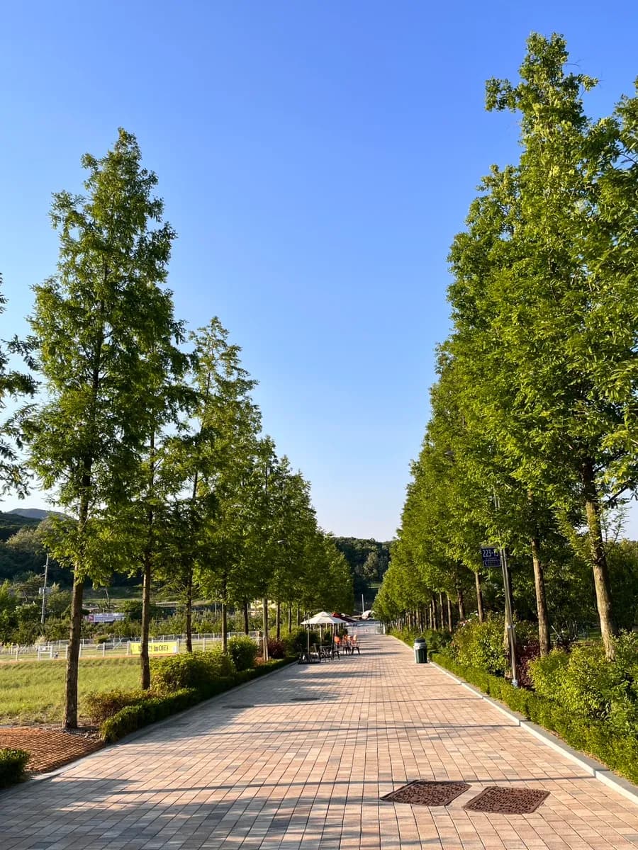 Photos d'avis du Yongin Birch Forest, de Cafe Betula, du restaurant Casa Fore et de la vue de nuit