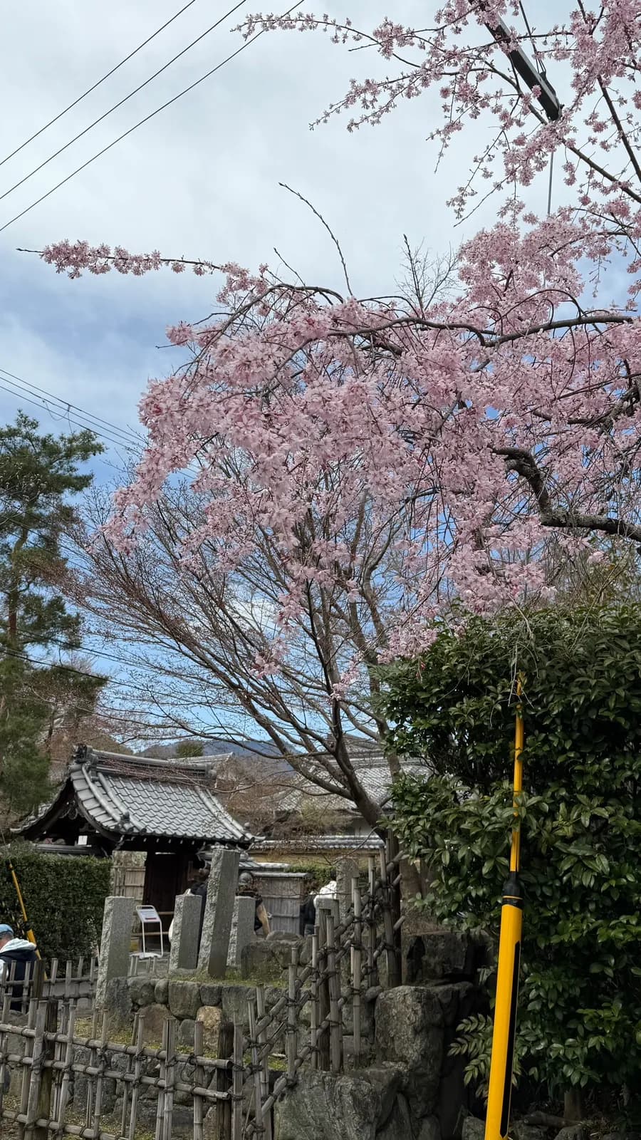 Dahan bunga sakura yang berjuntai untuk bergambar