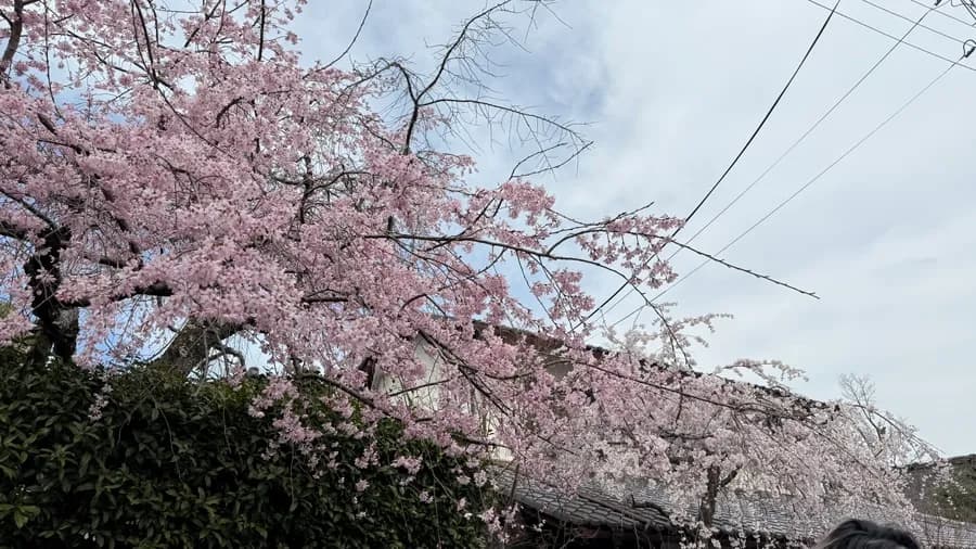 Zon foto dengan latar bunga sakura di Kyoto