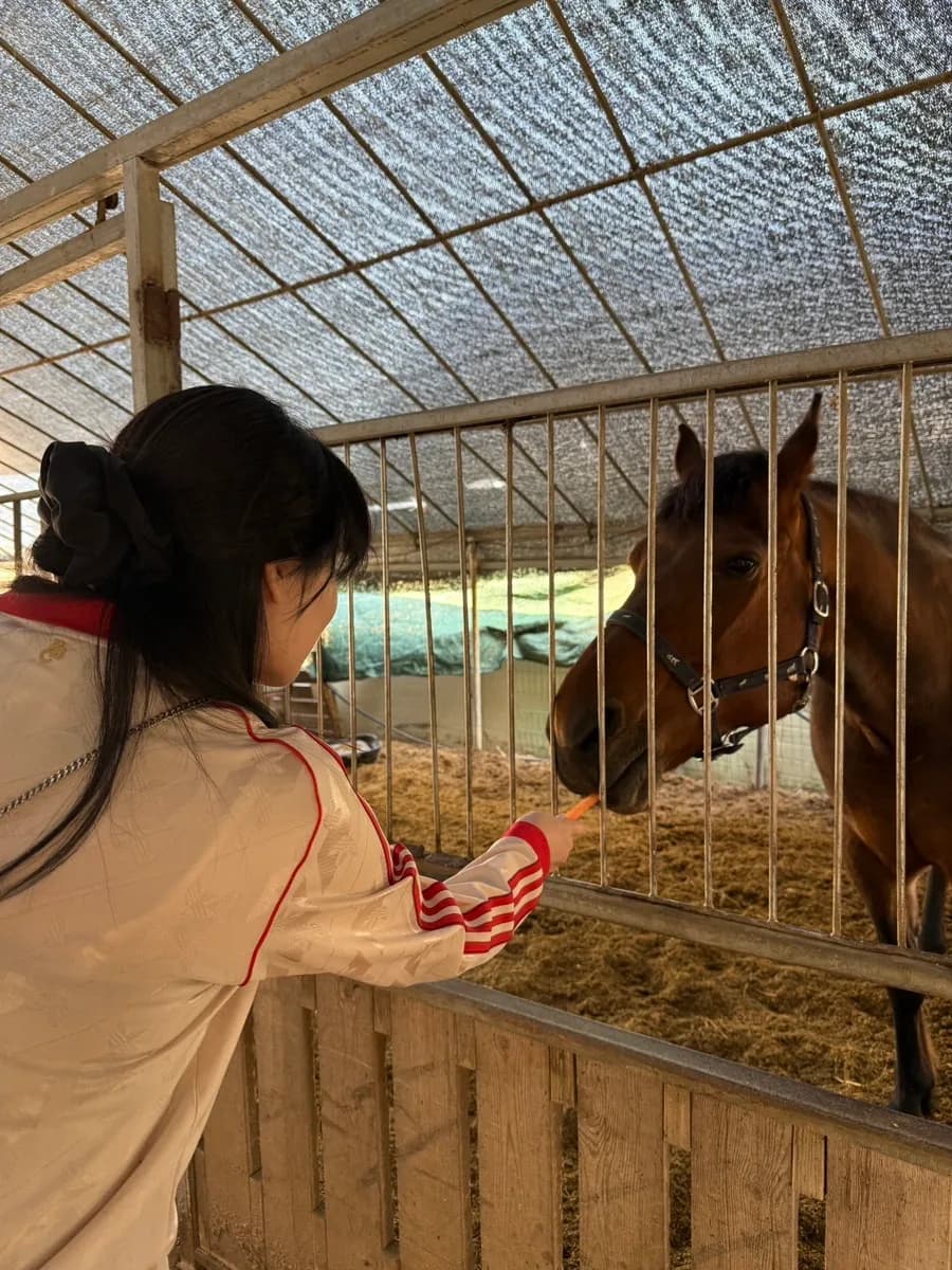 Horse at Ganghwa Nature Experience Farm during the feeding experience