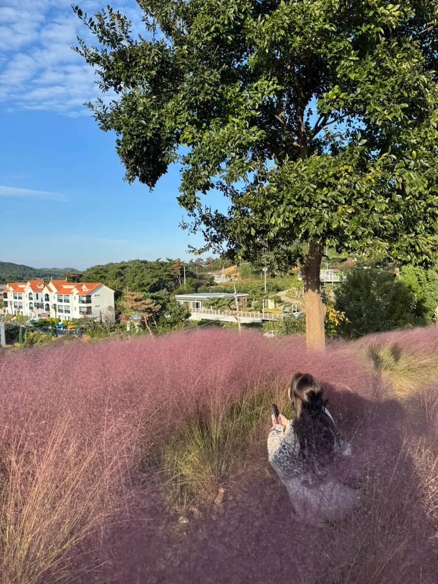 Pink muhly field sa Mediterranean Morning Pension malapit sa dapit-hapon
