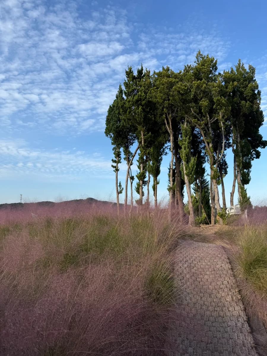 Full-bloom na pink muhly field sa isang pension sa Taean, Anmyeondo