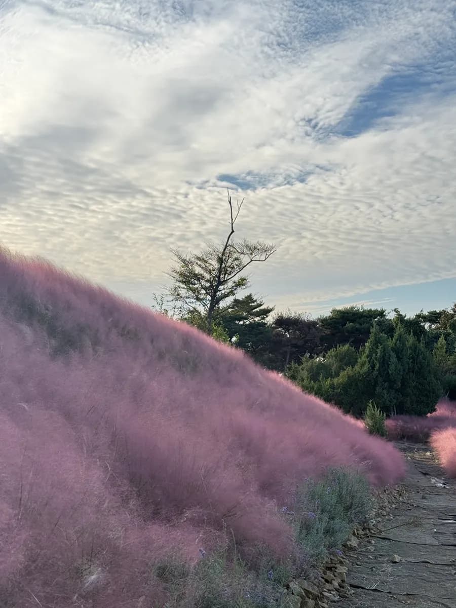 Hilltop na pink muhly field at photo spot sa Mediterranean Morning Pension