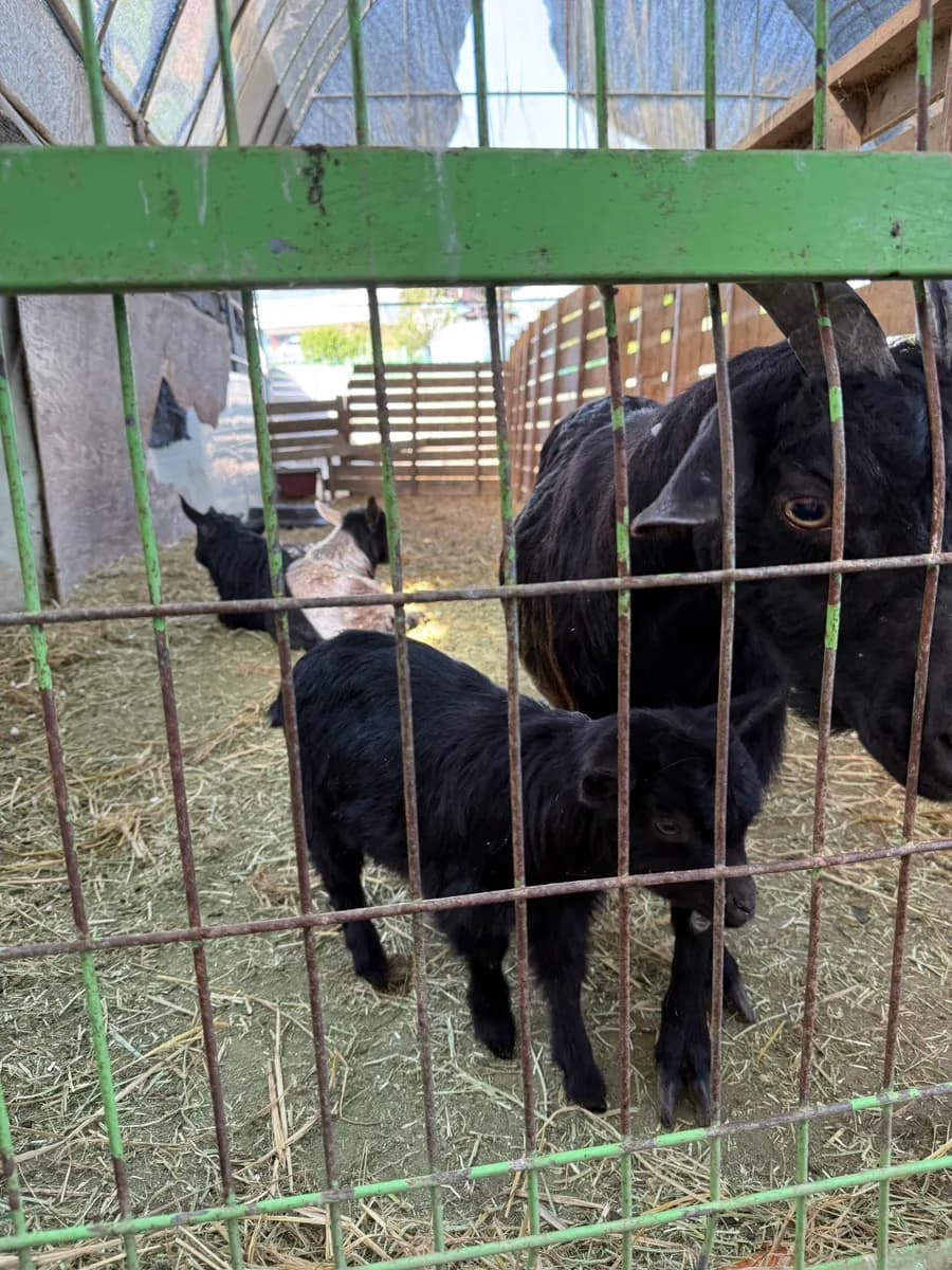 Rabbit pen with black and white rabbits at the animal feeding area