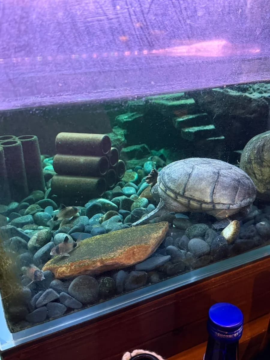 Fish tank and turtle inside Seoksudong Suljip
